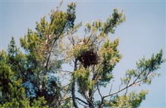 Bridal Veil Falls located on Manitoulin Island Ontario, Ca. near the town of Kagawong