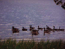 Hunting on Manitoulin Island Ontario